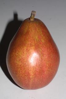 Pyrus communis, fruit - lateral or general close-up