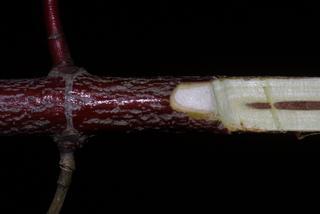 Cornus amomum, twig - unspecified