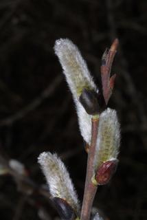 Salix caroliniana, twig - winter overall