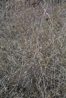 Salix caroliniana, whole tree or vine - winter