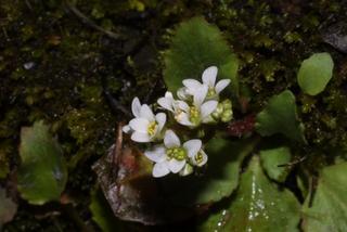 Saxifraga virginiensis, inflorescence - frontal view of flower