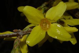 Forsythia viridissima, inflorescence - frontal view of flower