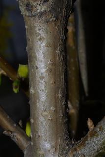 Forsythia viridissima, bark - of a small tree or small branch