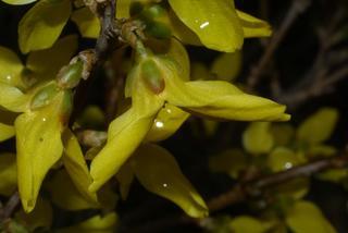 Forsythia viridissima, inflorescence - lateral view of flower