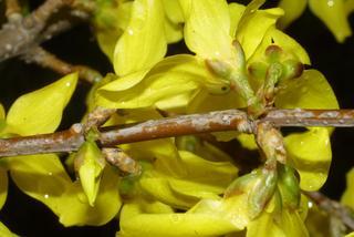Forsythia viridissima, twig - orientation of petioles