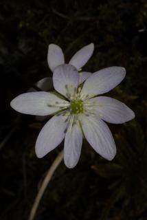 Hepatica nobilis, inflorescence - frontal view of flower