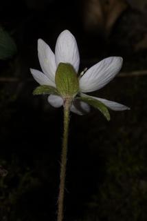 Hepatica nobilis, inflorescence - lateral view of flower