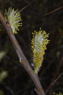 Salix caroliniana, inflorescence - lateral view of flower