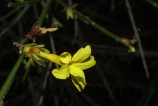 Jasminum nudiflorum, inflorescence - lateral view of flower