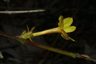 Jasminum nudiflorum, inflorescence - lateral view of flower
