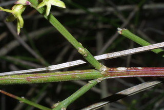 Jasminum nudiflorum, twig - orientation of petioles