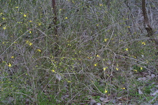 Jasminum nudiflorum, whole tree or vine - winter