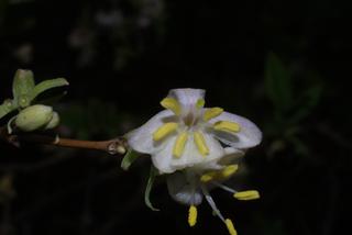 Lonicera fragrantissima, inflorescence - frontal view of flower