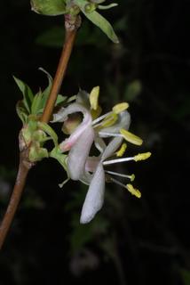 Lonicera fragrantissima, inflorescence - lateral view of flower