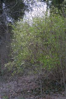 Lonicera fragrantissima, whole tree or vine - general