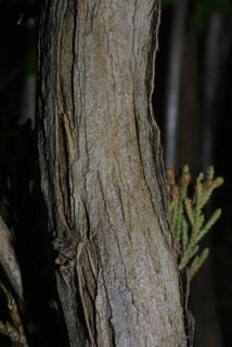 Lonicera fragrantissima, bark - of a medium tree or large branch