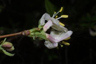 Lonicera fragrantissima, inflorescence - lateral view of flower