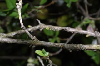 Lonicera fragrantissima, twig - winter overall