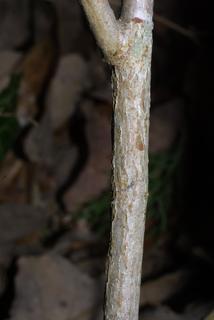 Spiraea prunifolia, bark - of a small tree or small branch