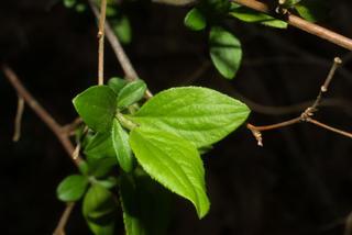 Spiraea prunifolia, leaf - whole upper surface