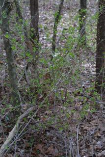 Spiraea prunifolia, whole tree or vine - general
