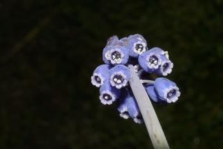 Muscari botryoides, inflorescence - frontal view of flower