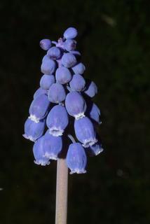 Muscari botryoides, inflorescence - lateral view of flower