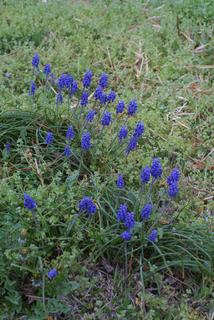 Muscari botryoides, whole plant - in flower - general view