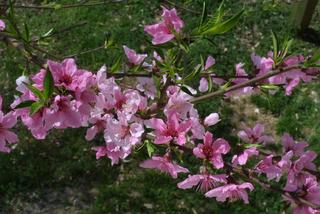 Prunus persica, inflorescence - whole - unspecified