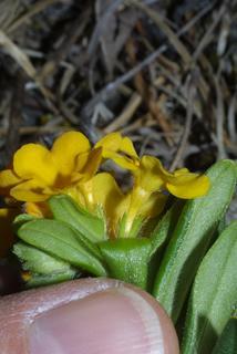 Lithospermum canescens, inflorescence - lateral view of flower