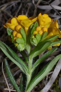 Lithospermum canescens, inflorescence - whole - unspecified
