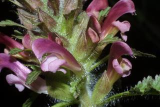 Pedicularis canadensis, inflorescence - lateral view of flower