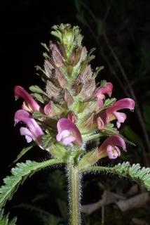 Pedicularis canadensis, inflorescence - whole - unspecified
