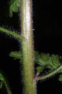 Pedicularis canadensis, stem - showing leaf bases