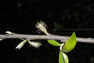 Salix caroliniana, inflorescence - whole - unspecified