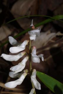 Vicia caroliniana, inflorescence - frontal view of flower
