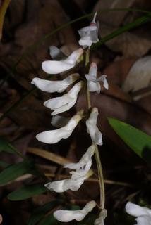 Vicia caroliniana, inflorescence - whole - unspecified