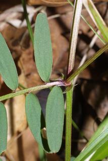 Vicia caroliniana, stem - showing leaf bases