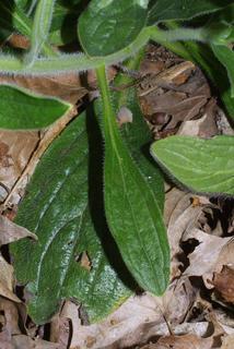 Lithospermum tuberosum, leaf - basal or on lower stem