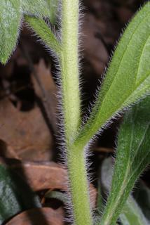 Lithospermum tuberosum, stem - showing leaf bases