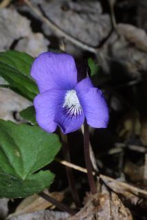 Viola palmata, inflorescence - frontal view of flower