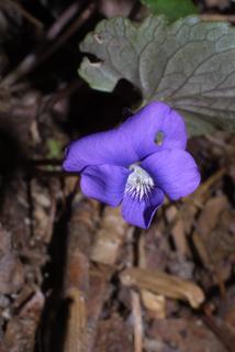 Viola palmata, inflorescence - frontal view of flower