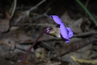 Viola palmata, inflorescence - lateral view of flower