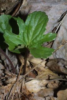 Viola palmata, leaf - basal or on lower stem