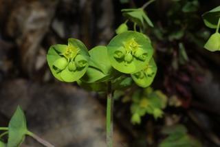 Euphorbia commutata, inflorescence - frontal view of flower