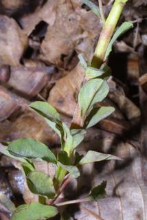 Euphorbia commutata, leaf - basal or on lower stem