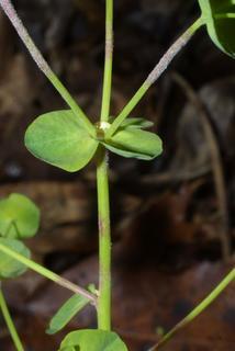 Euphorbia commutata, leaf - on upper stem