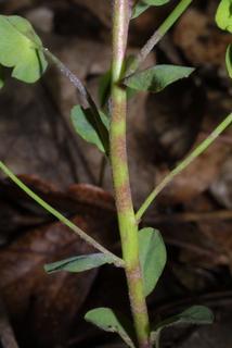 Euphorbia commutata, stem - showing leaf bases