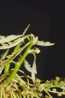 Quercus lyrata, inflorescence - whole - female