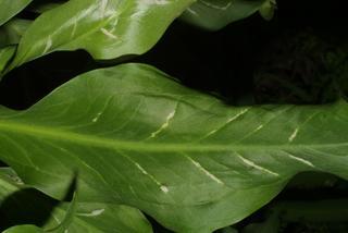 Dracunculus vulgaris, leaf - margin of upper + lower surface